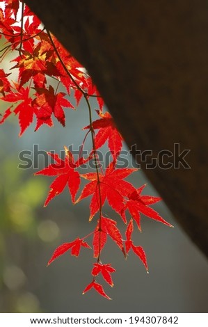 The trunk of a large tree with red leaves hanging down.