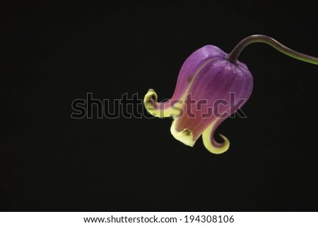 A single purple and white flower hanging down against a black background.