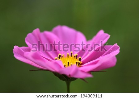 A flower with light purple petals, and a yellow stamen.