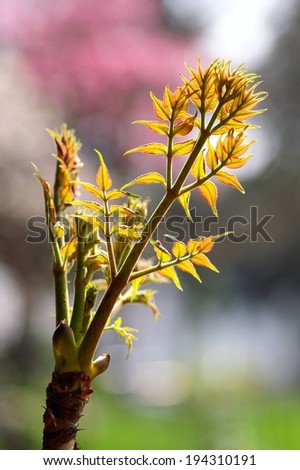 A tall branch with leaves budding from the tips.