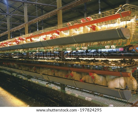 An Image of Poultry Farm