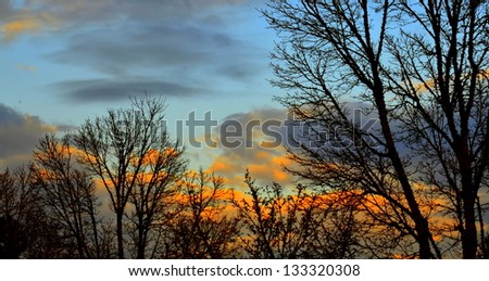 The Fall trees silhouette with orange evening/morning clouds and blue sky