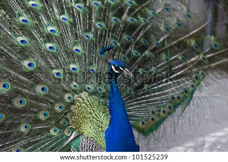 A close side shot of an exotic, blue peacock fanning its feathers.