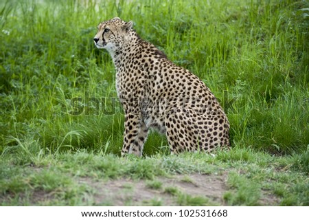 A focused full side shot of a cheetah resting on hind legs and standing upright on front legs in the grass.