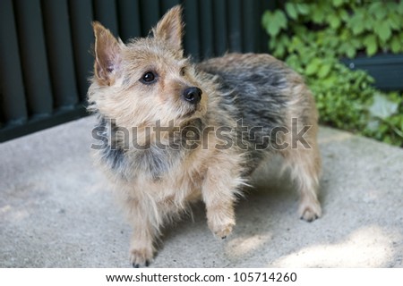 Picture of a terrier alert, on all four legs, posing from their side.