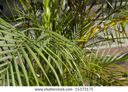 The long, thin leaves of a tropical plant bask in the sun.