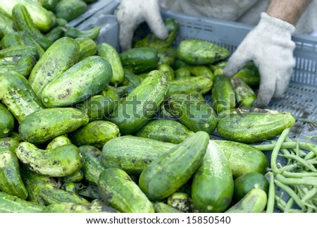 Shiny green cucumbers being delivered to a market.