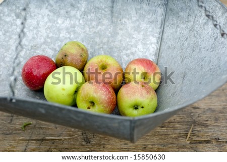 Seven small apples weighed on a tin scale.