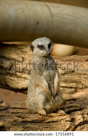 One Meerkat standing up looking out for danger