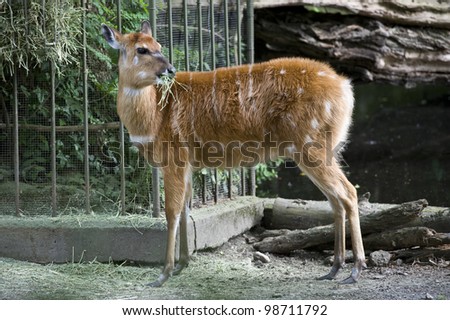 A fawn turning toward its back to provide a profile view for the camera.