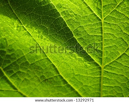 Dark green leaf background