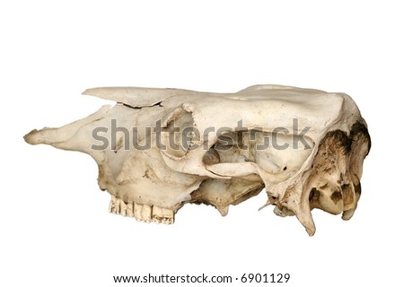 cow skull anatomy