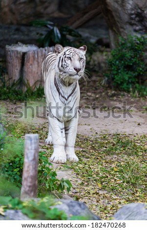 Animal: White Tiger walking