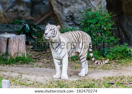 Animal: White Tiger walking