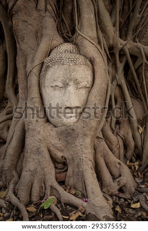 Ancient Buddha Statue in tree roots at Mahatat Temple, Ayuttaya, Thailand
