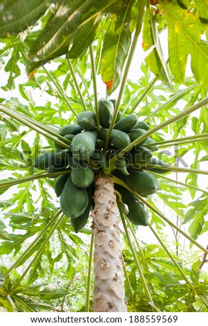 Papaya on the papaya tree
