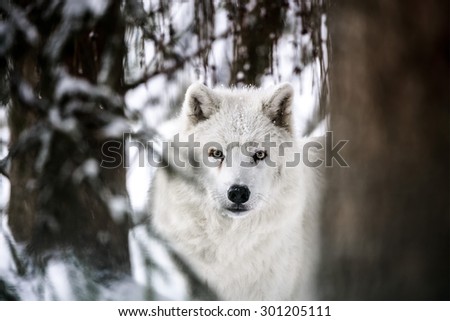 Winter white wolf staring camera through woods