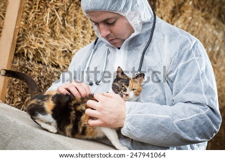 Veterinarian examines cat.