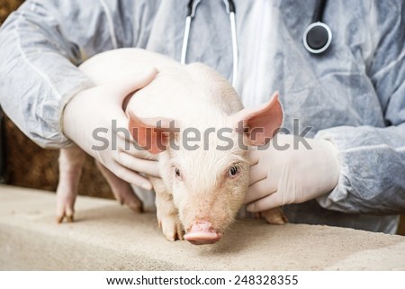 Veterinarian holding a pig.