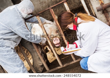 Veterinarian inspects a pig while a nurse writting results.