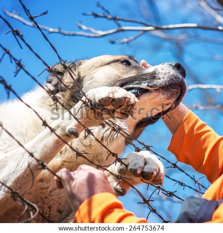 Sad dog with two clutches on barbed wire fence, human hand it pampers, best friends. Shallow depth of field.