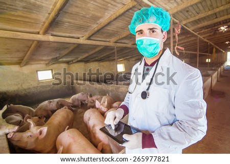 Veterinarian with tablet at pigsty, checking information about diseases. Modern medicine. Pig farm.
