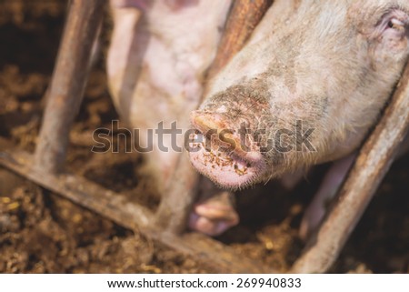 Pig\'s snout, dirty swine in a pen, shallow depth of field.