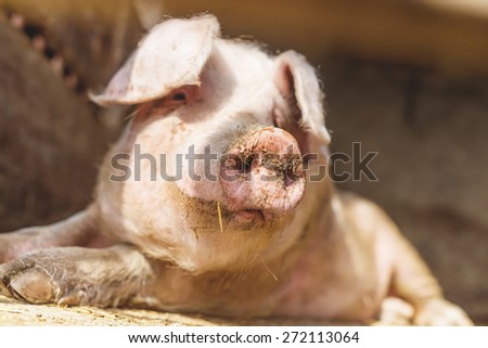 Pig nose in the pen. Shallow depth of field.