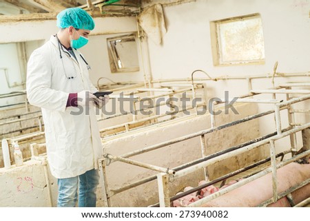 Veterinarian with tablet ready for examination at pigsty. Looking for information online.
