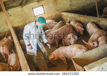 Veterinarian at pigsty, checking information about diseases. Modern medicine. Pig farm.