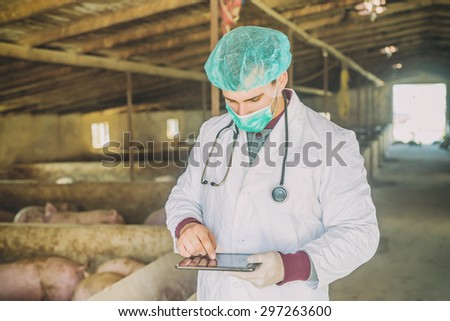 Veterinarian with tablet at pigsty, checking information about diseases. Modern medicine. Pig farm.