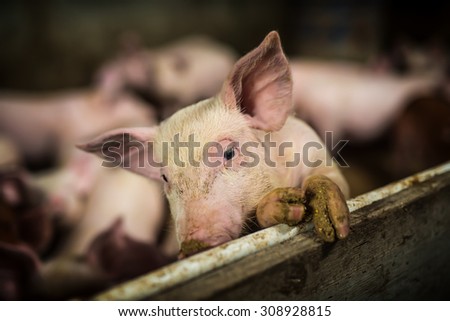 Little pig looking at camera at pigsty. Pig farm. Shallow depth of field.