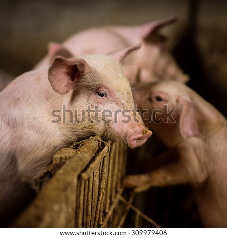 Young pig at pigsty in focus. Very shallow depth of field. Pig farm.