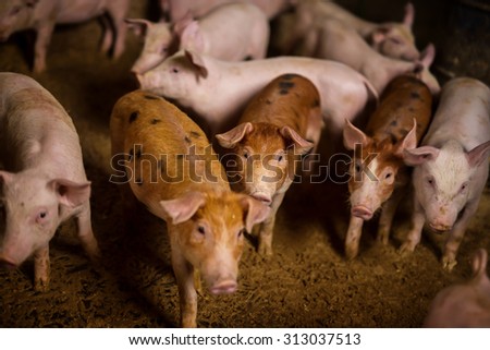 Little pigs looking at camera at pigsty. Pig farm. Shallow depth of field.