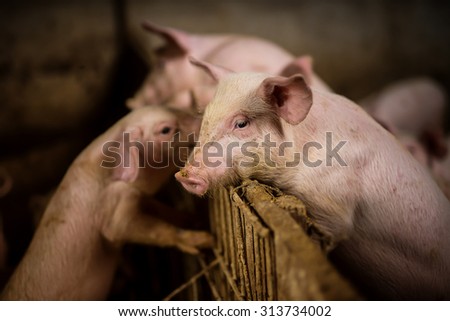 Young pig at pigsty. Very shallow depth of field. Pig farm.