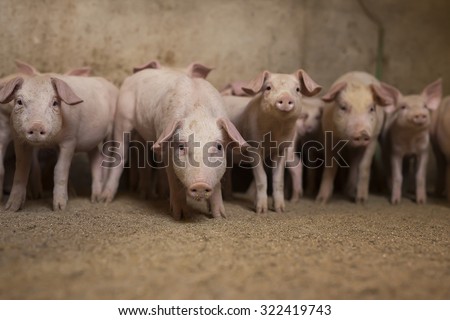 Group of little pigs waiting for food in the pen. Shallow depth of field, focus is on the pig in the middle.