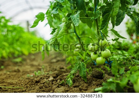 Production of tomatoes in the greenhouse. Shallow depth of field.