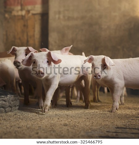 Little pigs at pig's farm. Shallow depth of field.