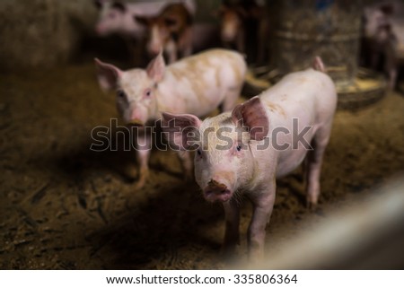 Little pigs at pig's farm. Shallow depth of field.