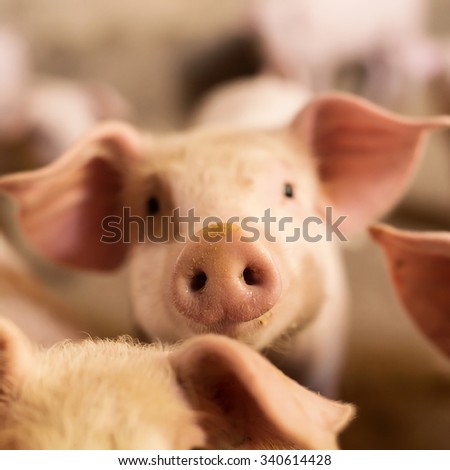Pig nose in the pen. Focus is on nose. Shallow depth of field.