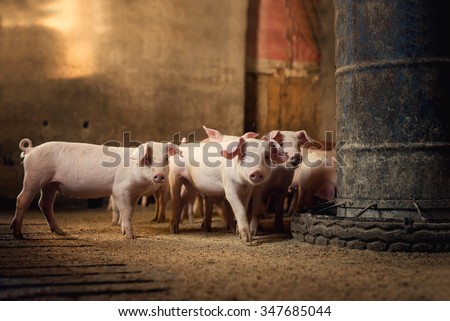Little pigs at farm waiting for food. Shallow depth of field.