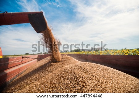 Combine loading crops into a trailer.