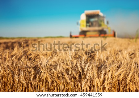 Harvester cropping the field.