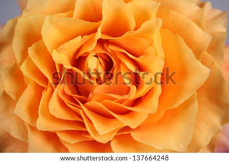 close up of spirit rose