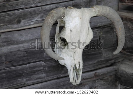 Weathered cattle skull in an old barn