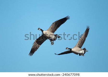 Geese with a blue sky background