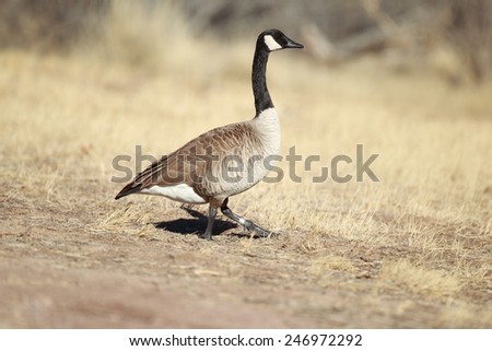 Canada Goose in a field with a band