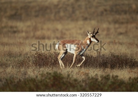 Buck antelope running