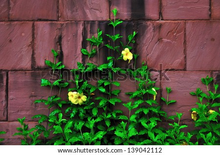 A Golden Trumpet survived and climbing to the brick wall