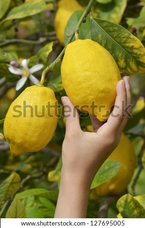 child picking ripe lemons from lemon tree